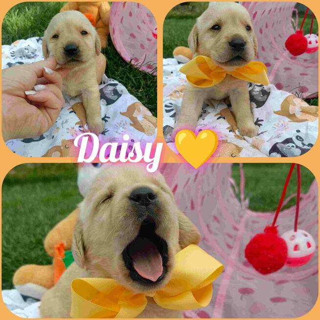 Prześliczną dziewczynka labrador retriever
