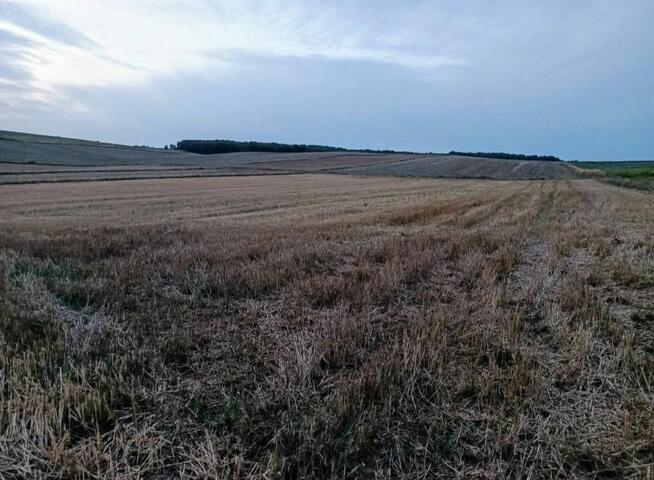 Sprzedam działki rolne