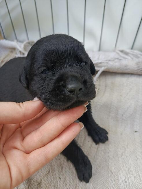 Prześliczna czarna sunia labrador retriever