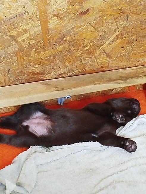 Labrador retriever szczeniaki czekoladowe rodowodowe