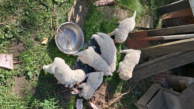 owczarek podhalański szczeniaki