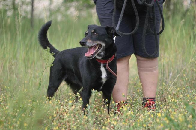 Psiak Bambus stracił wszystko...