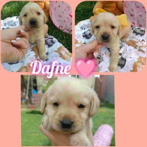 Cudna dziewczynka labrador retriever