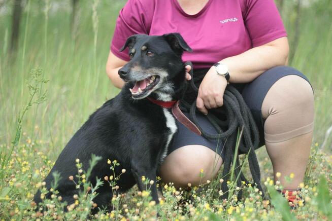 Psiak Bambus stracił wszystko...