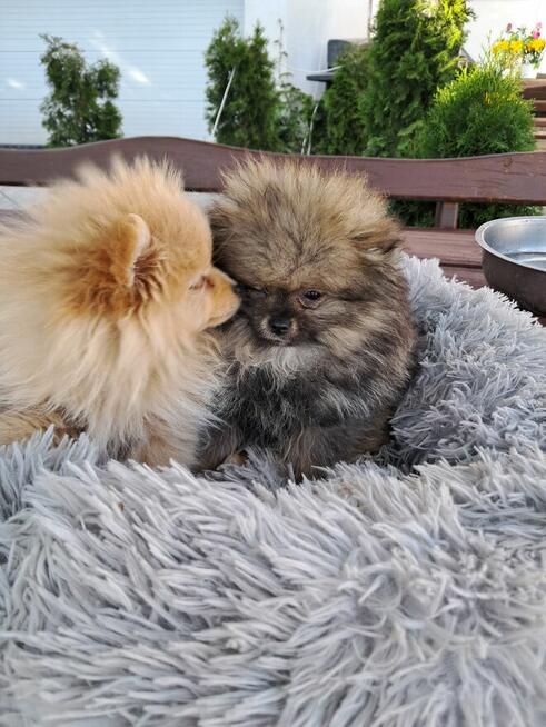 Pomeranian miniatutka