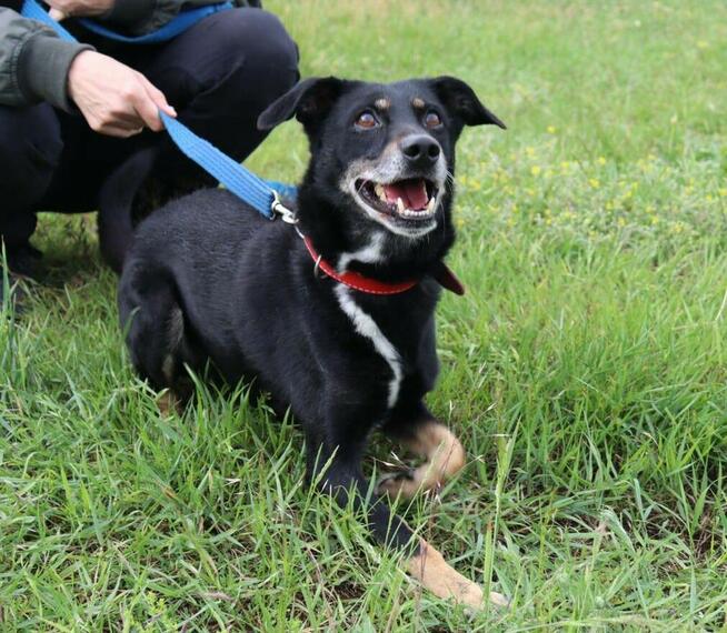 Psiak Bambus stracił wszystko...