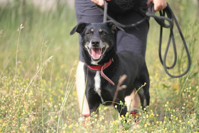 Psiak Bambus stracił wszystko...