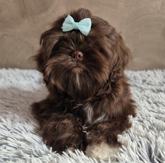 Czekoladowy piesek Shih-Tzu komplet szczepień