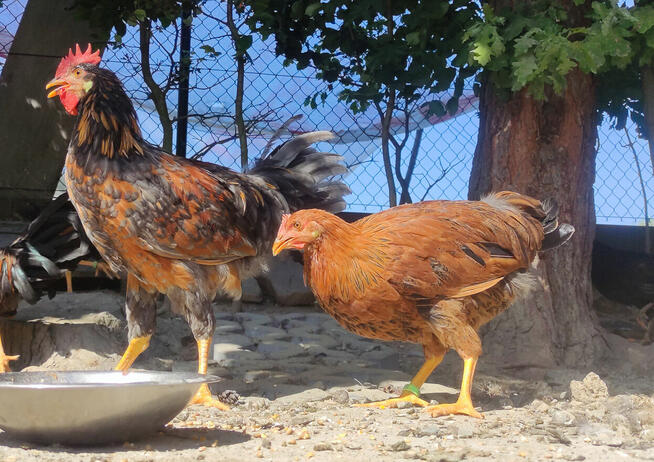 Zarodowe Kury rasy Włoszka - Czystej Krwi - Różnobarwne