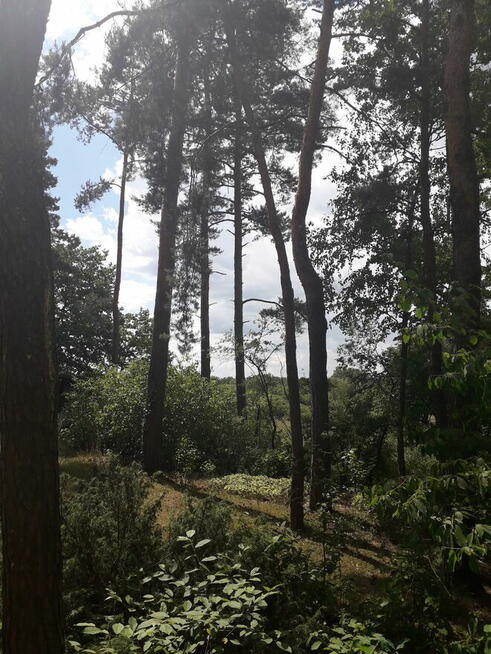 Leśna działka budowlana nad Pilicą