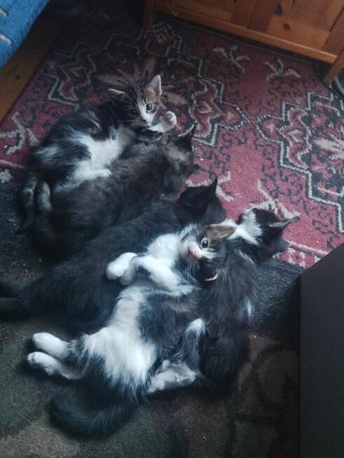 Oddam małe kotki w dobre ręce