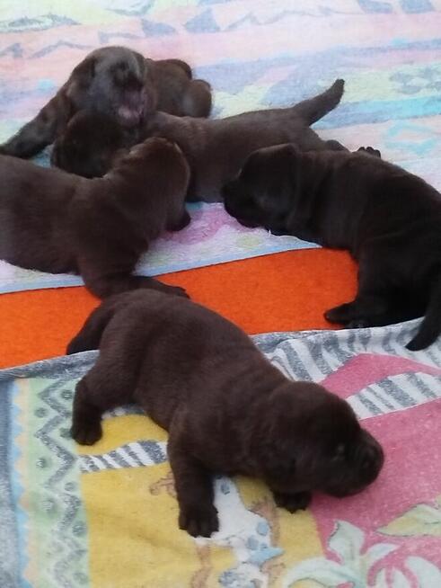Labrador retriever szczeniaki czekoladowe rodowodowe