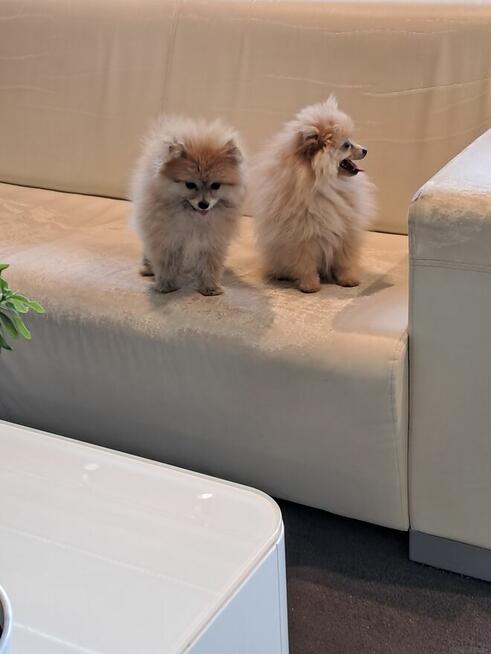 Pomeranian miniatutka