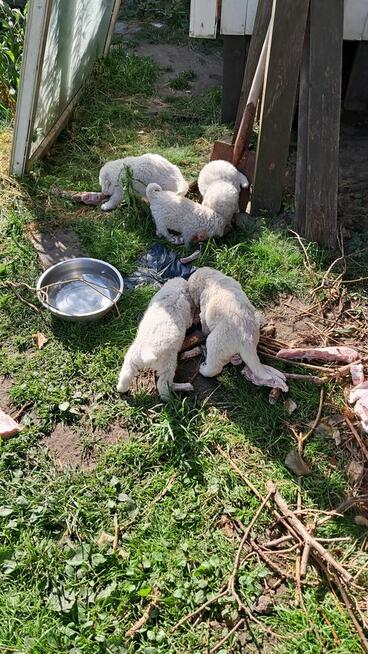 owczarek podhalański