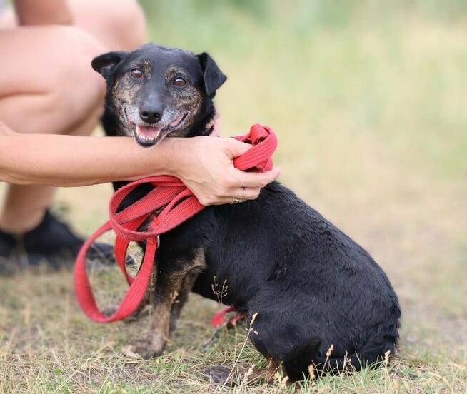 Nieduży energiczny psiak Milo