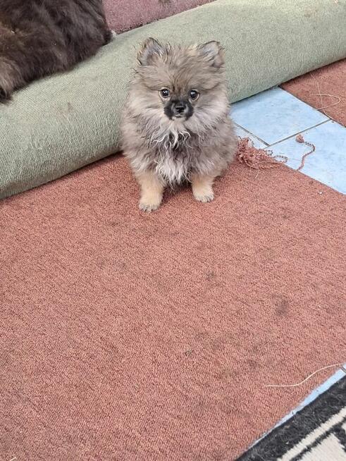 Pomeranian miniatutka