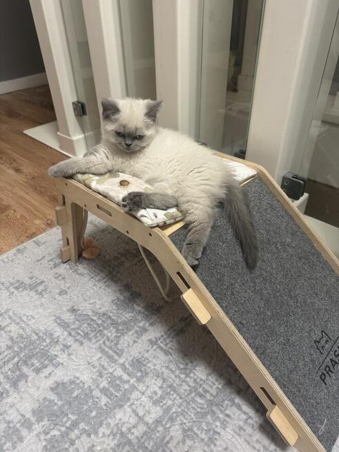 Przepiękne kocięta brytyjskie Point A33