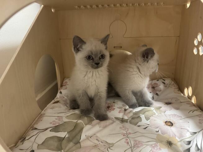 Przepiękne kocięta brytyjskie Point A33