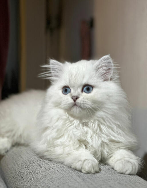 Dziewczyny są piękne