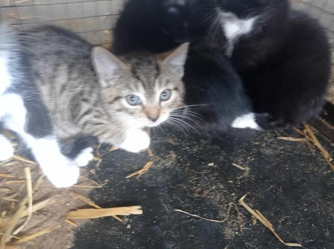 Oddam kotki w dobre ręce