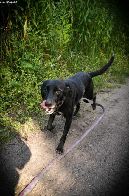 Sprite uśmiechnięty psiak...Tylko czy na pewno?