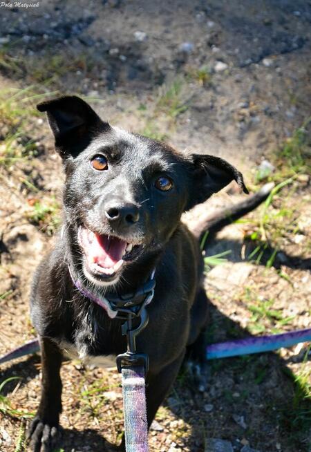 Sprite uśmiechnięty psiak...Tylko czy na pewno?