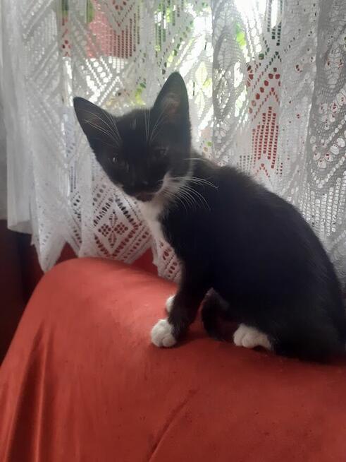 Oddam kotki w dobre ręce