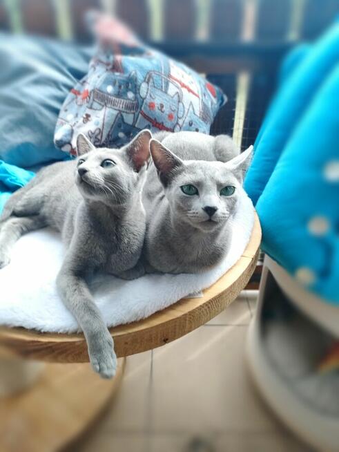 Kot rosyjski niebieski