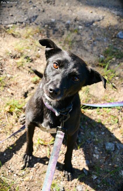 Sprite uśmiechnięty psiak...Tylko czy na pewno?