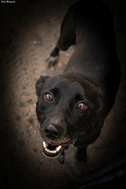 Sprite uśmiechnięty psiak...Tylko czy na pewno?