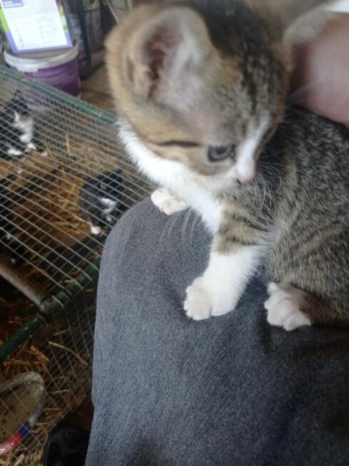 Oddam kotki w dobre ręce