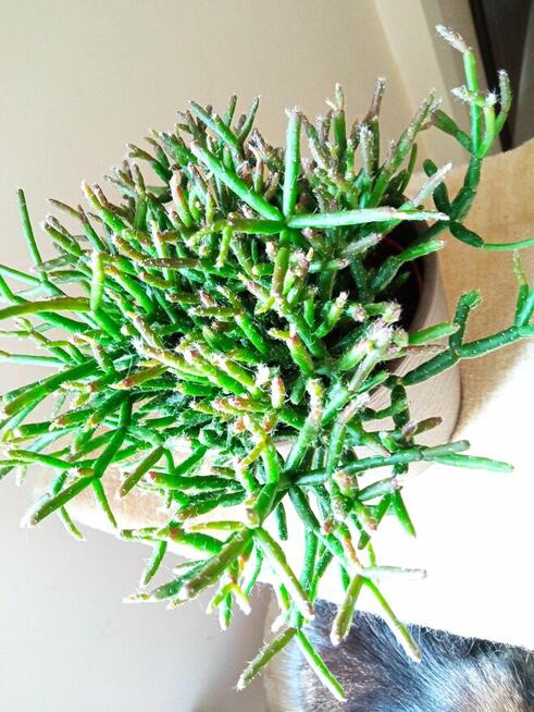 Trzykrotki ładnie wybarwione, drzewko szczęścia i fiołki