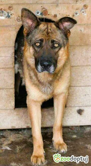 RASTI - cudowny owczarek porzucony za kratami, ADOPTUJ