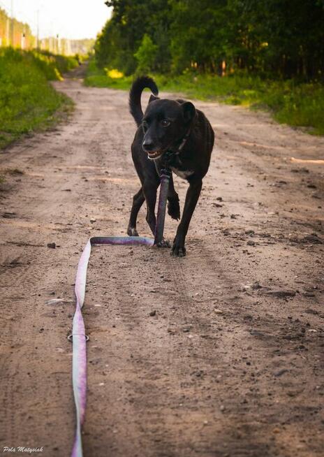 Sprite uśmiechnięty psiak...Tylko czy na pewno?