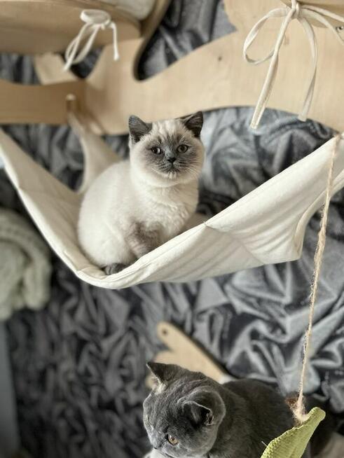 Przepiękne kocięta brytyjskie Point A33