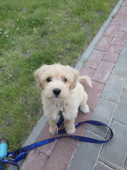 Szczeniak maltipoo