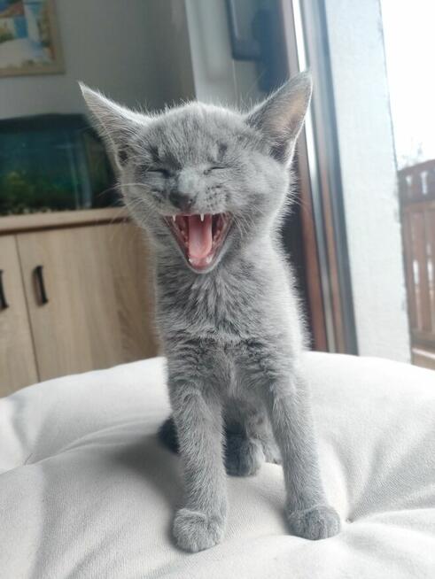 Kot rosyjski niebieski