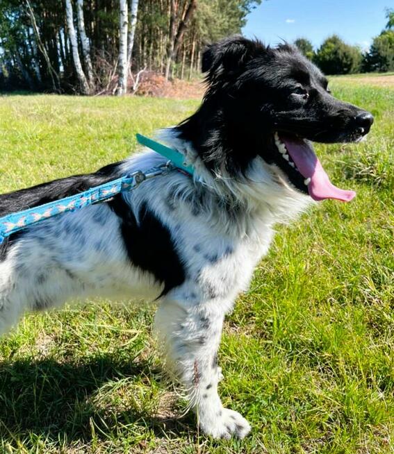 KAMPI - piękny psiak szuka najlepszego domu