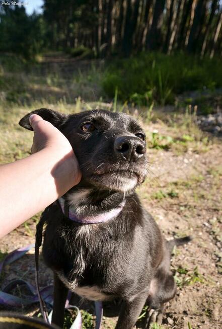 Sprite uśmiechnięty psiak...Tylko czy na pewno?