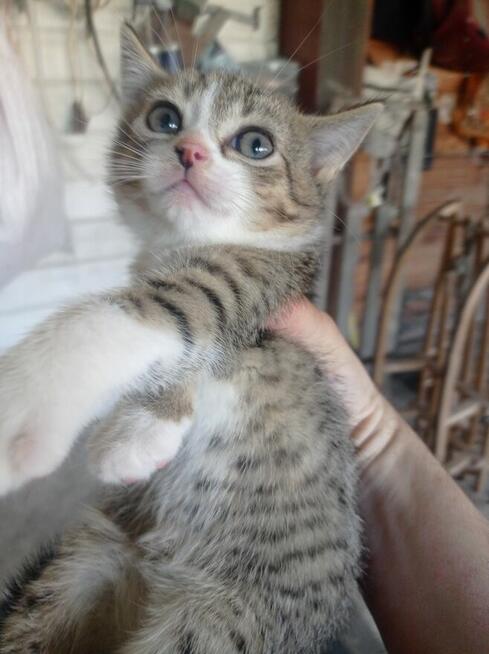 Oddam kotki w dobre ręce