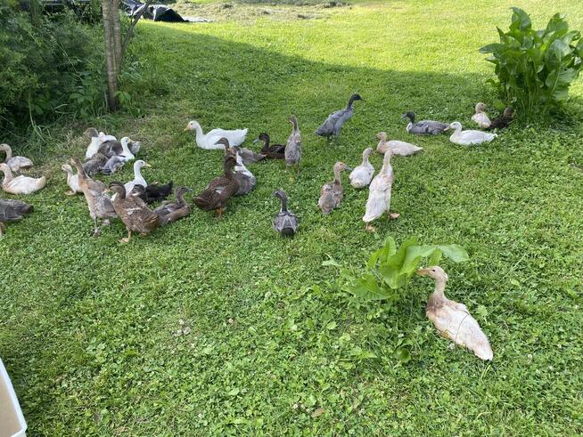 Kaczki biegusy indyjskie