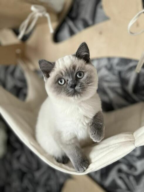 Przepiękne kocięta brytyjskie Point A33