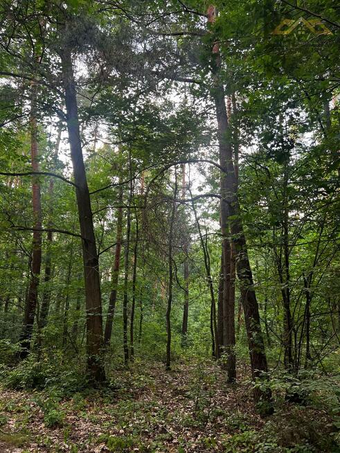 Działka leśna Perła gm. Dębno