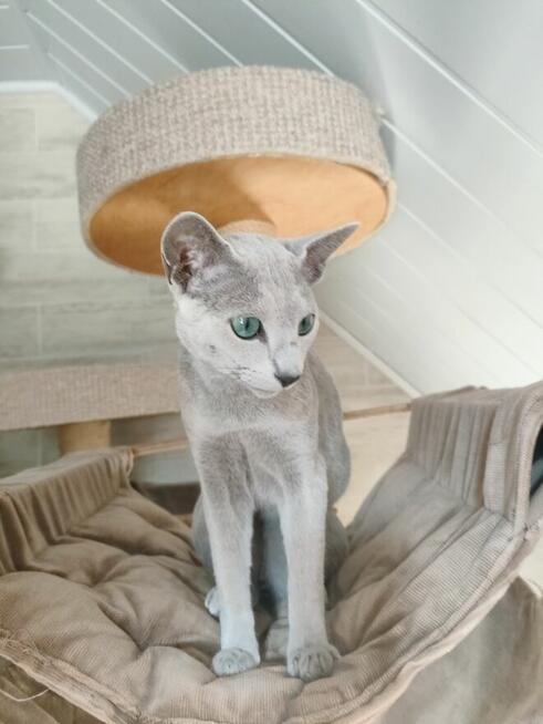 Kot rosyjski niebieski