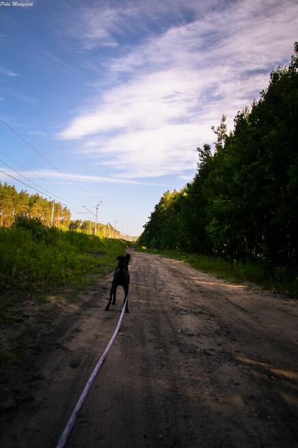 Sprite uśmiechnięty psiak...Tylko czy na pewno?