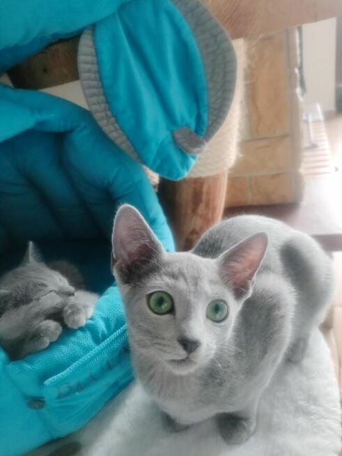 Kot rosyjski niebieski