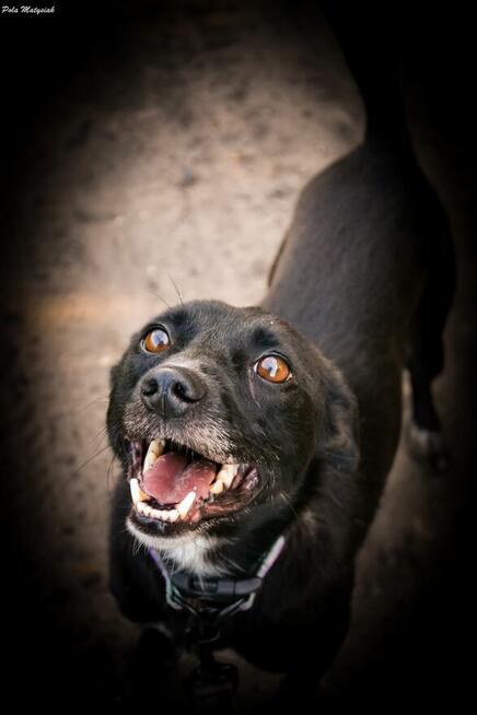 Sprite uśmiechnięty psiak...Tylko czy na pewno?