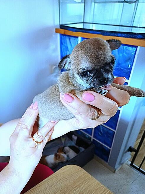 Chihuahua Przepiękna Maleńka XXS