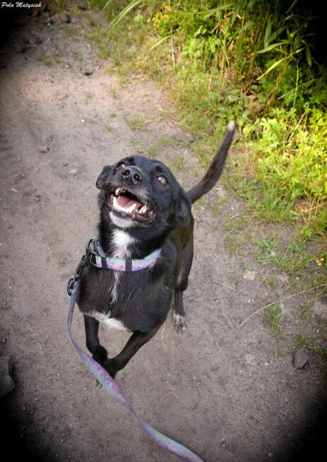 Sprite uśmiechnięty psiak...Tylko czy na pewno?