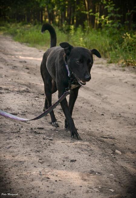 Sprite uśmiechnięty psiak...Tylko czy na pewno?